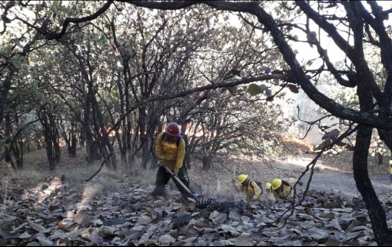 La Semadet invita a la población a las jornadas de limpieza que organiza el OPD Bosque La Primavera en esta temporada. TWITTER / @ReporteForestal