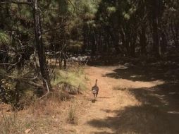 TWITTER / @GobiernoJalisco