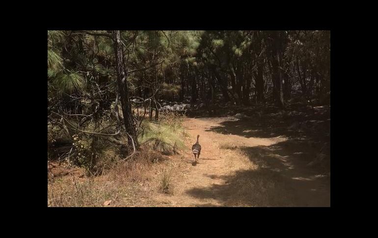 TWITTER / @GobiernoJalisco