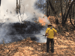 Con los dos eventos de hoy, son ya 20 los incendios forestales ocurridos en La Primavera durante el presente estiaje. TWITTER / @BosquePrimavera