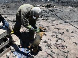 Los cachorros no presentaban señales de maltrato. ESPECIAL/Protección Civil y Bomberos