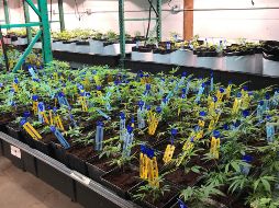 Por el momento las dos empresas seguirán trabajando de forma separada para evitar problemas legales. NOTIMEX/Archivo