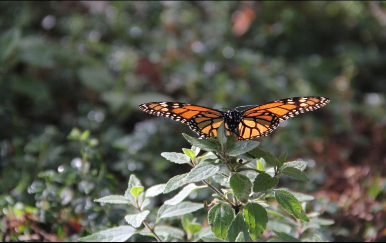 La mariposa Monarca sale de los bosques del sur de Canadá y norte de EU alrededor de agosto y septiembre de cada año, para llegar en invierno en la Reserva de la Biosgera del Estado de México y Michoacán. NTX / ARCHIVO