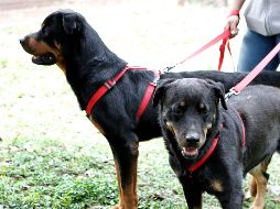 A partir del 4 de mayo, el ayuntamiento impartirá talleres de adiestramiento canino cada sábado . EL INFORMADOR ARCHIVO
