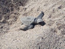 Las crías serán entregadas a personal de ecología municipal. ESPECIAL/UEPCBJ