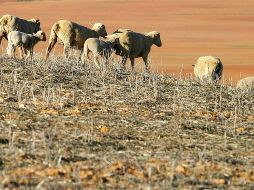 Para lograr un equilibrio entre las necesidades económicas, sociales y ambientales de las generaciones presentes y futuras, es prioritario fomentar la armonía con la naturaleza y el planeta. EFE/Archivo