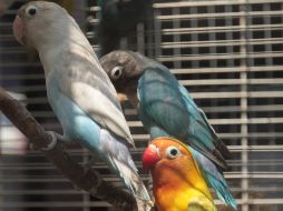 Jalisco, en el top 10 de tráfico de animales