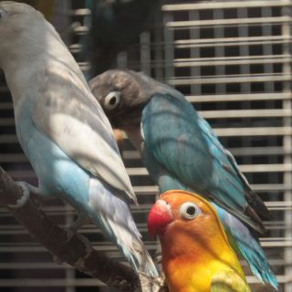 Jalisco, en el top 10 de tráfico de animales