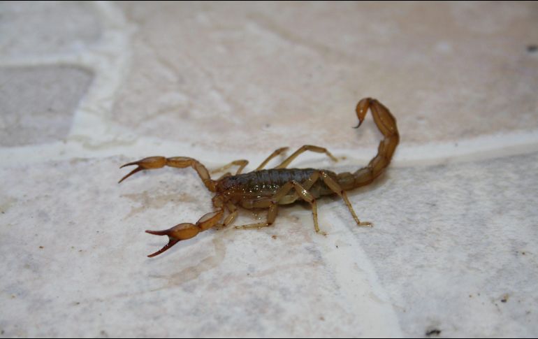 Informan que la principal intoxicación que se registra en Jalisco es por picadura de alacrán. NTX/ ARCHIVO