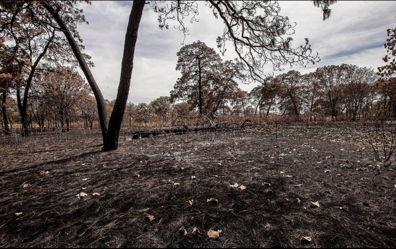 A nivel nacional, Jalisco ocupa el noveno lugar en número de incendios y el decimoséptimo lugar en superficie afectada. ESPECIAL