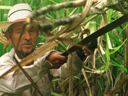 El apoyo estará condicionado a que los productores lo inviertan en acciones que mejoren el potencial productivo de sus predios. AP/Archivo