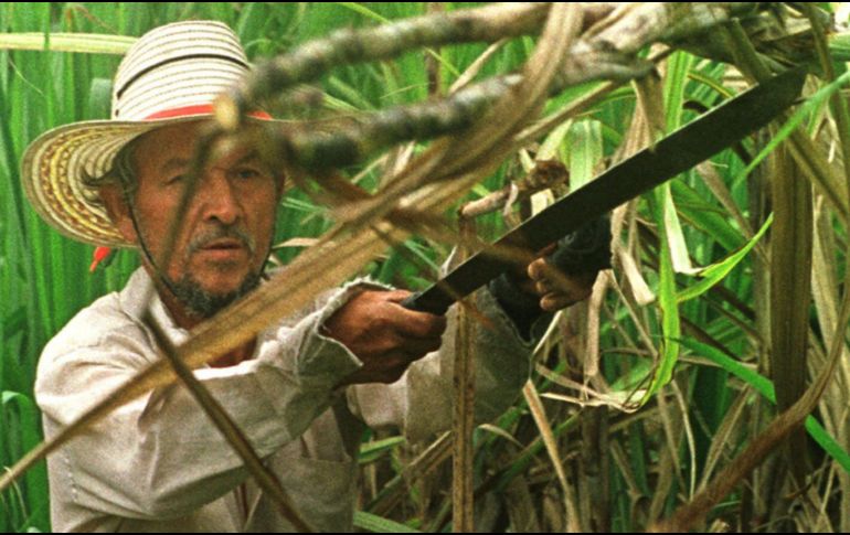 El apoyo estará condicionado a que los productores lo inviertan en acciones que mejoren el potencial productivo de sus predios. AP/Archivo