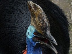 Un pájaro gigante e irritable que mató a su último dueño se encuentra a la venta. AFP / M. Ralston