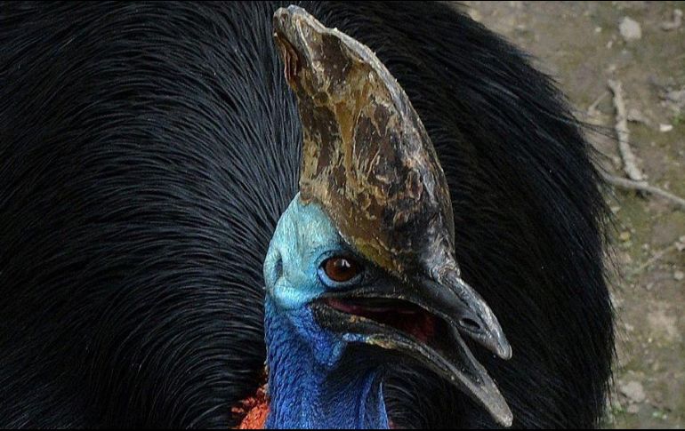 Un pájaro gigante e irritable que mató a su último dueño se encuentra a la venta. AFP / M. Ralston