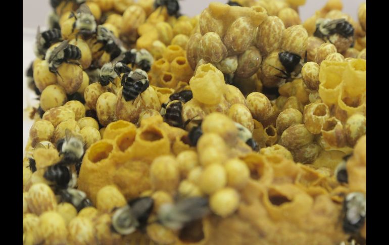 ESPECIAL / Gobierno de Jalisco