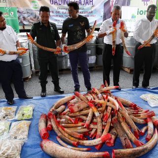 Malasia destruye cuatro toneladas de colmillos de marfil