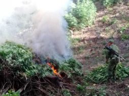 Se trató de 96 mil 450 plantas de Cannabis Sativa (mariguana), de cerca de dos metros de altura. ESPECIAL / FGR