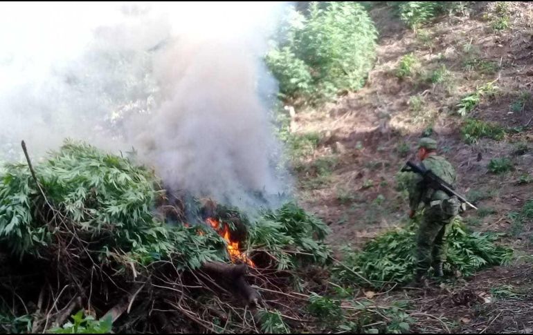 Se trató de 96 mil 450 plantas de Cannabis Sativa (mariguana), de cerca de dos metros de altura. ESPECIAL / FGR