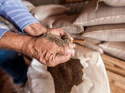 La producción de alimentos del Norte alcanzó los 4.95 millones de toneladas en 2018, la cifra más baja en la última década. EL INFORMADOR / ARCHIVO