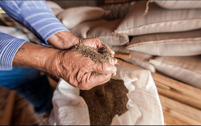 La producción de alimentos del Norte alcanzó los 4.95 millones de toneladas en 2018, la cifra más baja en la última década. EL INFORMADOR / ARCHIVO