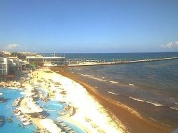 El sargazo regresa a playas de Quintana Roo