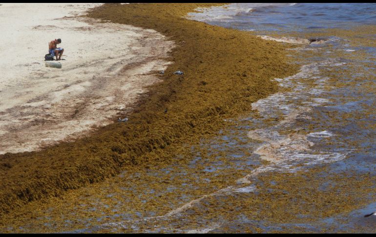 El alga actualmente es capaz de duplicar su biomasa en 11 días, mientras que antes le tomaba 50. EFE/A. Cupul