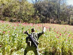Tan sólo en 2017 el Gobierno federal se deshizo de casi 30 mil hectáreas de amapola. ESPECIAL