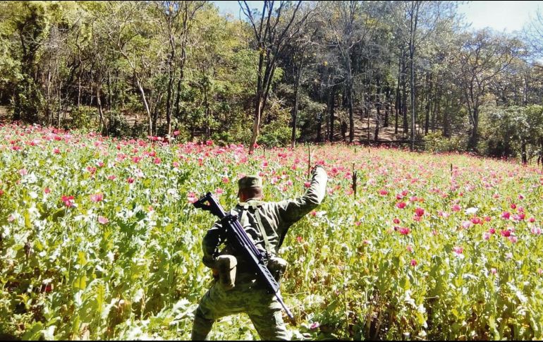 Tan sólo en 2017 el Gobierno federal se deshizo de casi 30 mil hectáreas de amapola. ESPECIAL