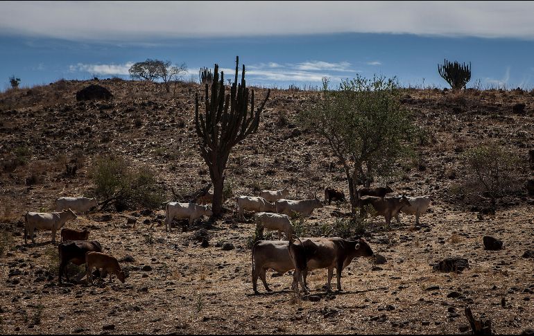 Deforestación, agricultura intensiva, sobrepesca, urbanización galopante, minas... el entorno terrestre y marino está ''gravemente alterado'' por la actividad humana. EL INFORMADOR / ARCHIVO