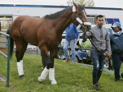 “Country House” será el primer ejemplar en 23 años en ganar en Kentucky y no correr el Preakness. AP / J. Cortez