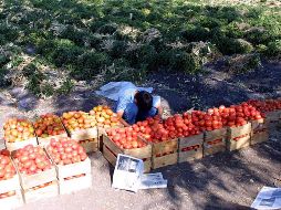 El tomate es el tercer producto agrícola de exportación, después de la cerveza y el aguacate, en donde incluso, en el mercado de Estados Unidos, uno de cada dos tomates que se consumen en EU es de origen mexicano. EL INFORMADOR/ ARCHIVO
