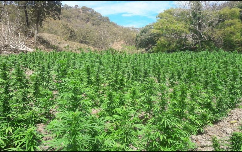 Los plantíos se encontraban en las inmediaciones de los poblados El Corrido, San Rafael de los Moreno y Cabrel. ESPECIAL