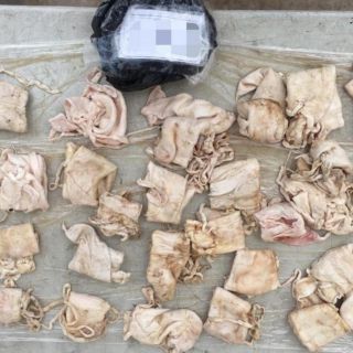 La FGR asegura 49 buches de totoaba en Baja California