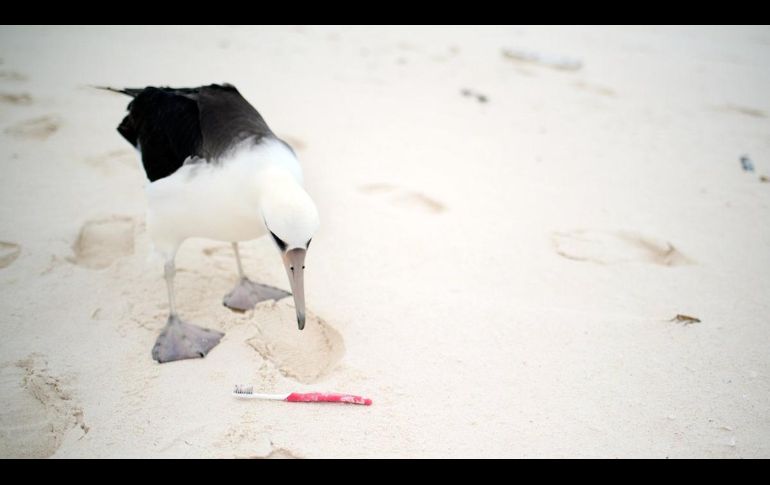 Los desechos crean enormes islas flotantes en los océanos y entrampan a mucha fauna, a veces con resultados mortales. TWITTER / @ONUMedioAmb