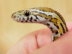 El hospital de animales donde fue revisada señaló que la serpiente maicera, llamada Penélope, pertenecía a un niño de 12 años que vive cerca. La víbora y su dueño pudieron reunirse después. AP / Chicago Exotics