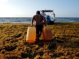 Se agrava la crisis del sargazo en el Caribe mexicano