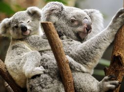 Desde mayo de 2012, los koalas han sido catalogados como vulnerables en Queensland, Nueva Gales del Sur y el Territorio de la Capital de Australia. EFE / ARCHIVO