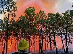 Tras 28 horas de trabajo, cientos de brigadistas lograron extinguir el fuego en el Bosque La Primavera. ESPECIAL