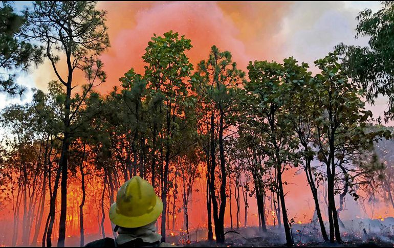 Tras 28 horas de trabajo, cientos de brigadistas lograron extinguir el fuego en el Bosque La Primavera. ESPECIAL