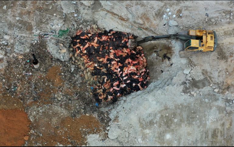 Cerdos sacrificados por el gobierno son colocados en un relleno sanitario en Hong Kong. Un caso de peste porcina en un matadero de la ciudad llevó a sacrificar seis mil animales. AP/K. Cheung