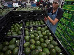 Además, el costo del envío y la logística desde México es más caro, por lo que los productores mexicanos solamente participan en las ventanas de oportunidad que los otros países dejan. EFE/ ARCHIVO