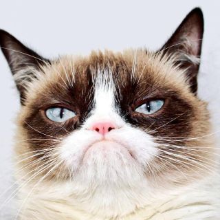 Fallece ''Grumpy Cat'', la gata más famosa del Internet