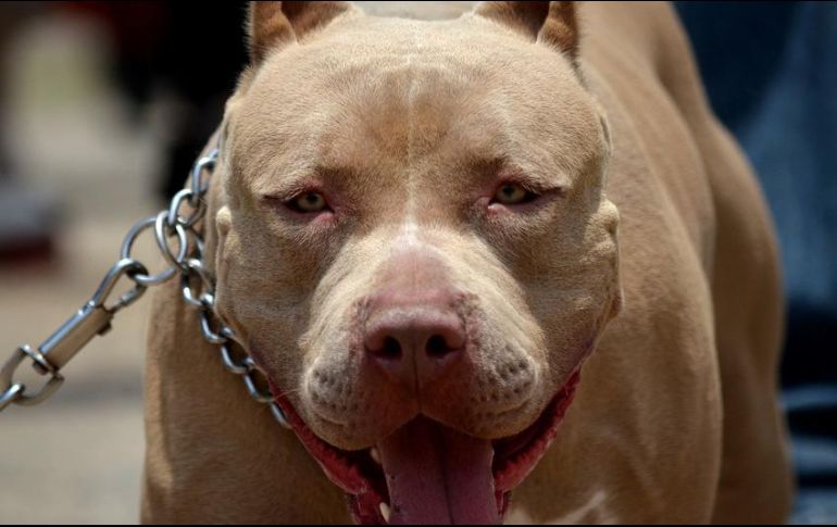 El delincuente le disparó al animal con lo que lo lesionó, según la Policía de Zapopan, de manera 