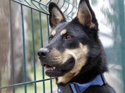 DOGTV, detalla la manager del canal de paga, es desarrollado, entre otros, por expertos mundiales en comportamiento canino y veterinarios. EL INFORMADOR / ARCHIVO