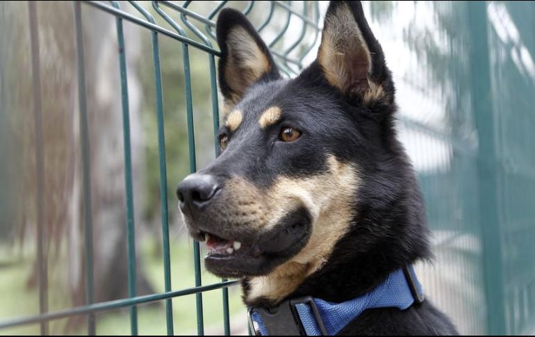 DOGTV, detalla la manager del canal de paga, es desarrollado, entre otros, por expertos mundiales en comportamiento canino y veterinarios. EL INFORMADOR / ARCHIVO