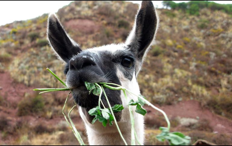 Alpaca. Durante el recorrido, el viajero encontrará pastando a estos bellos animalitos. ESPECIAL