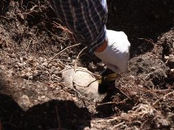 Afirman que en la sindicatura de San Pedro, Navolato se dio el mayor hallazgo de restos de huesos calcinados. EFE/ARCHIVO