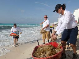 Voluntarios limpian el sargazo de las playas de Cancún durante el operativo organizado este sábado. EFE/ ARCHIVO