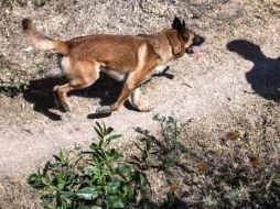Los canes eran entrenados junto a otros en la propiedad donde se registró el ataque. AFP/ARCHIVO
