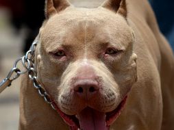 Algunos vecinos señalan que la victima habitaba en mismo domicilio que la propietaria del perro. ARCHIVO / EL INFORMADOR